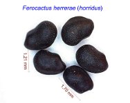 Ferocactus herrerae horridus seeds.jpg